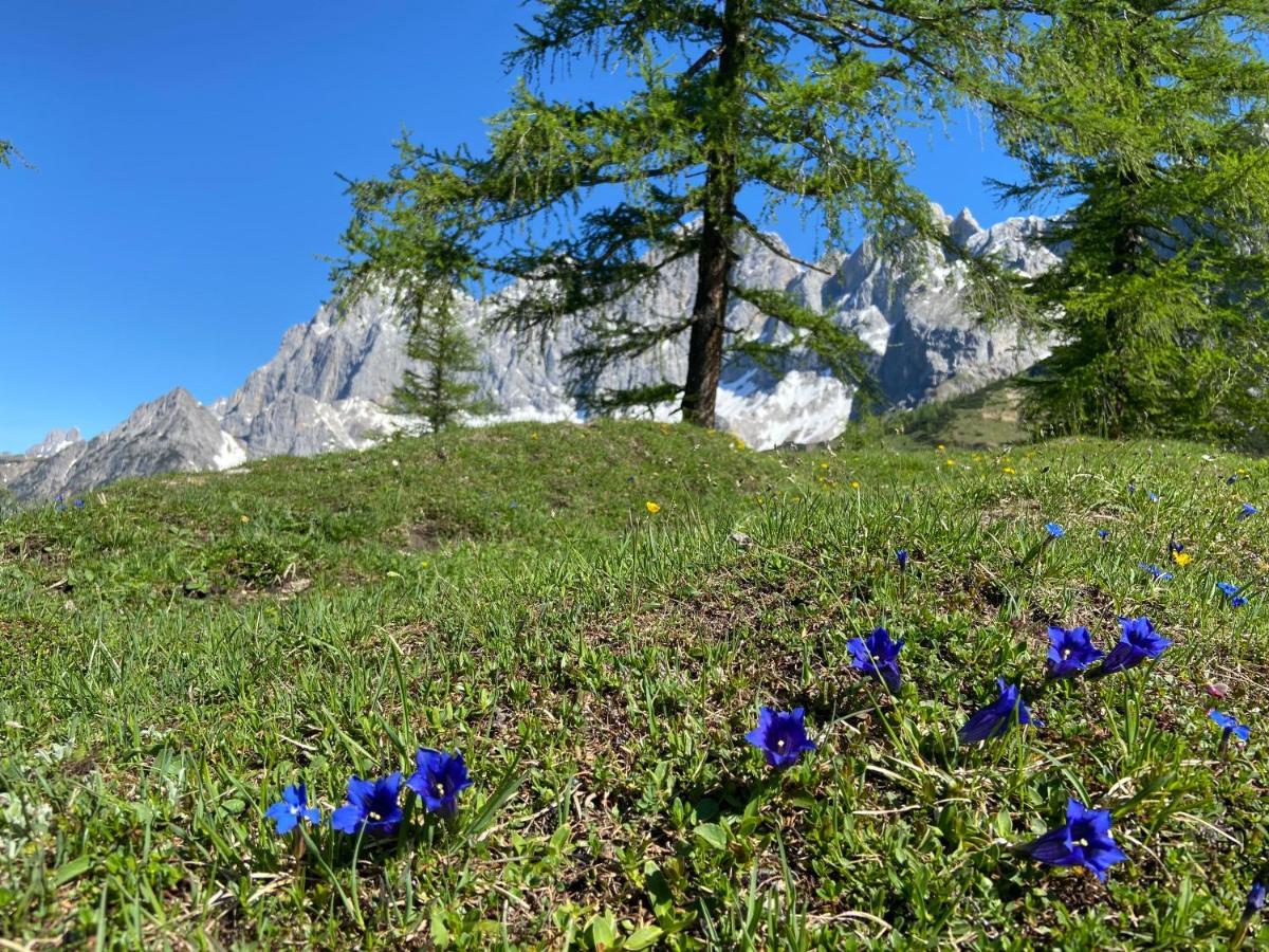 Appartement Haus Sonnleitner à Ramsau am Dachstein Extérieur photo